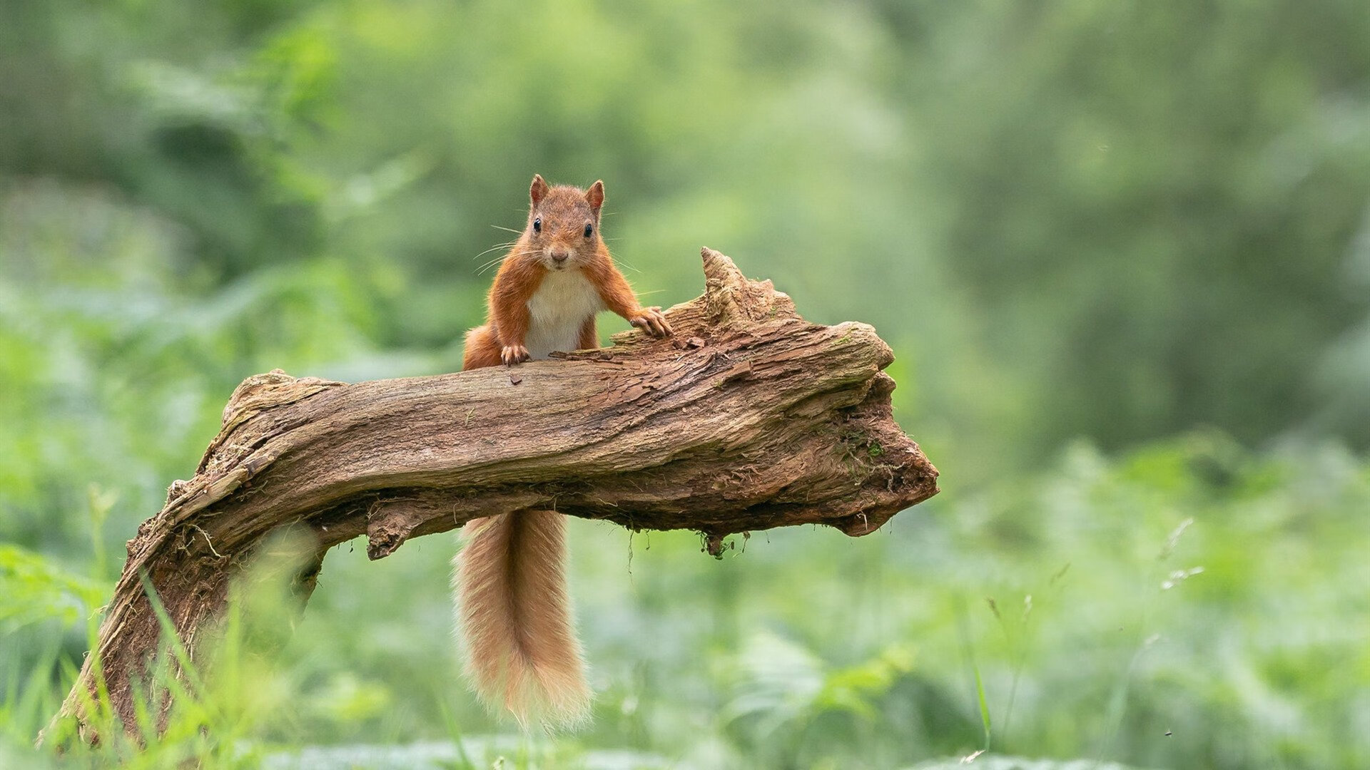 _快船状态稳健，迎战强敌士气高昂_，快船稳了