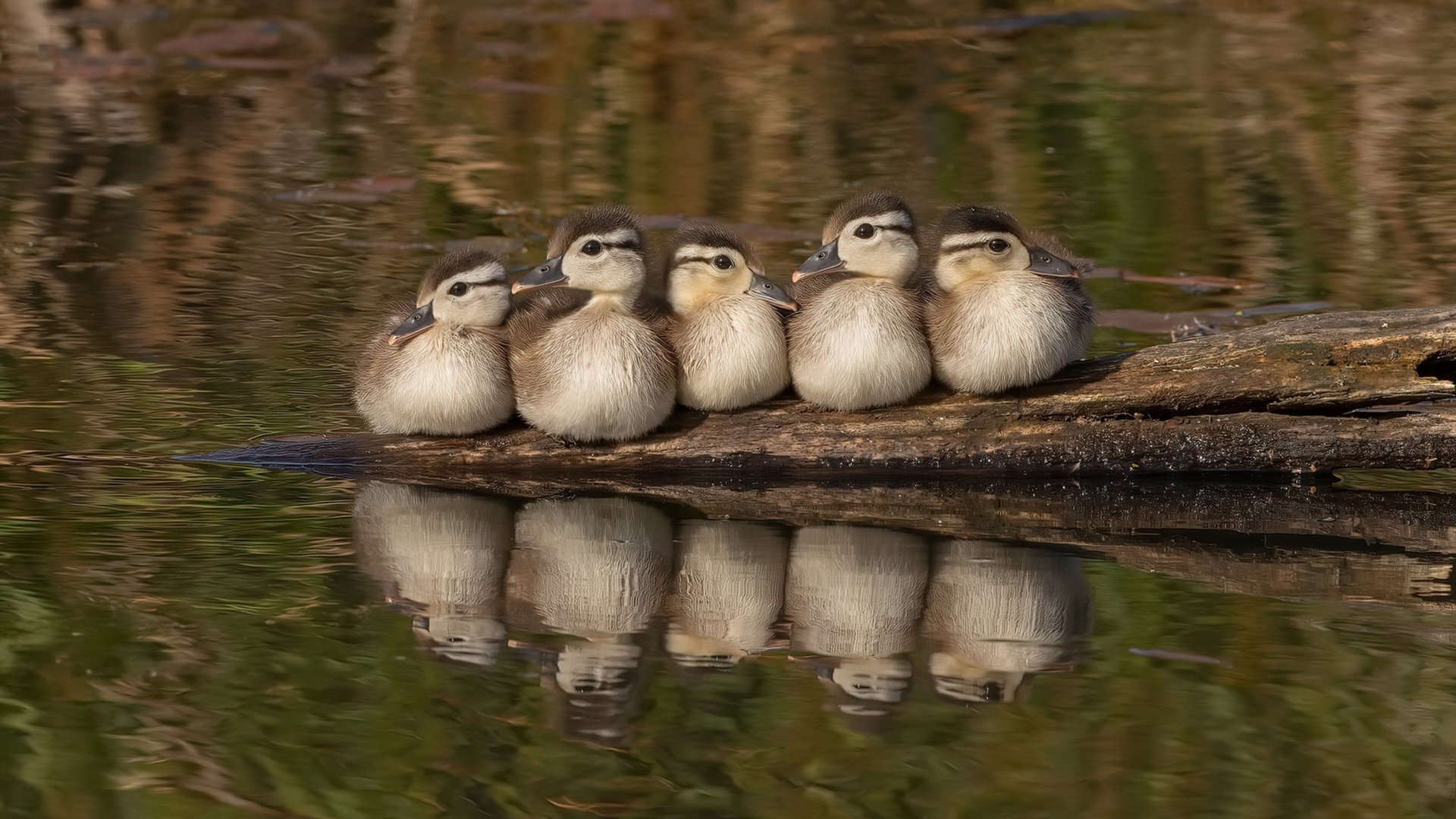 九游网游官网-塞内加尔青少年马术选手在2024年全国青少年马术锦标赛中表现出色，获得多项荣誉。