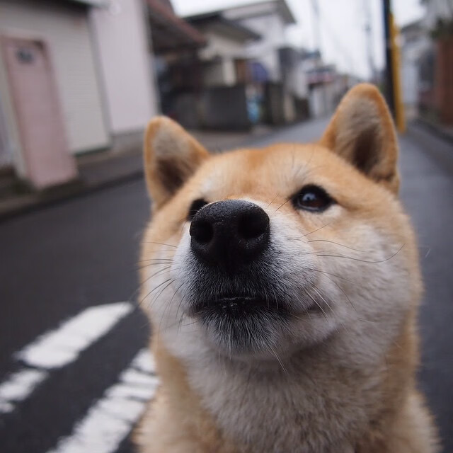 巨型水上漂浮赛,水域中的欢乐狂欢,水上漂浮平台价格
