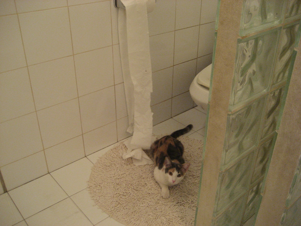 生态骑行观光节,融合自然与运动的创新方式,自然生态骑行小镇