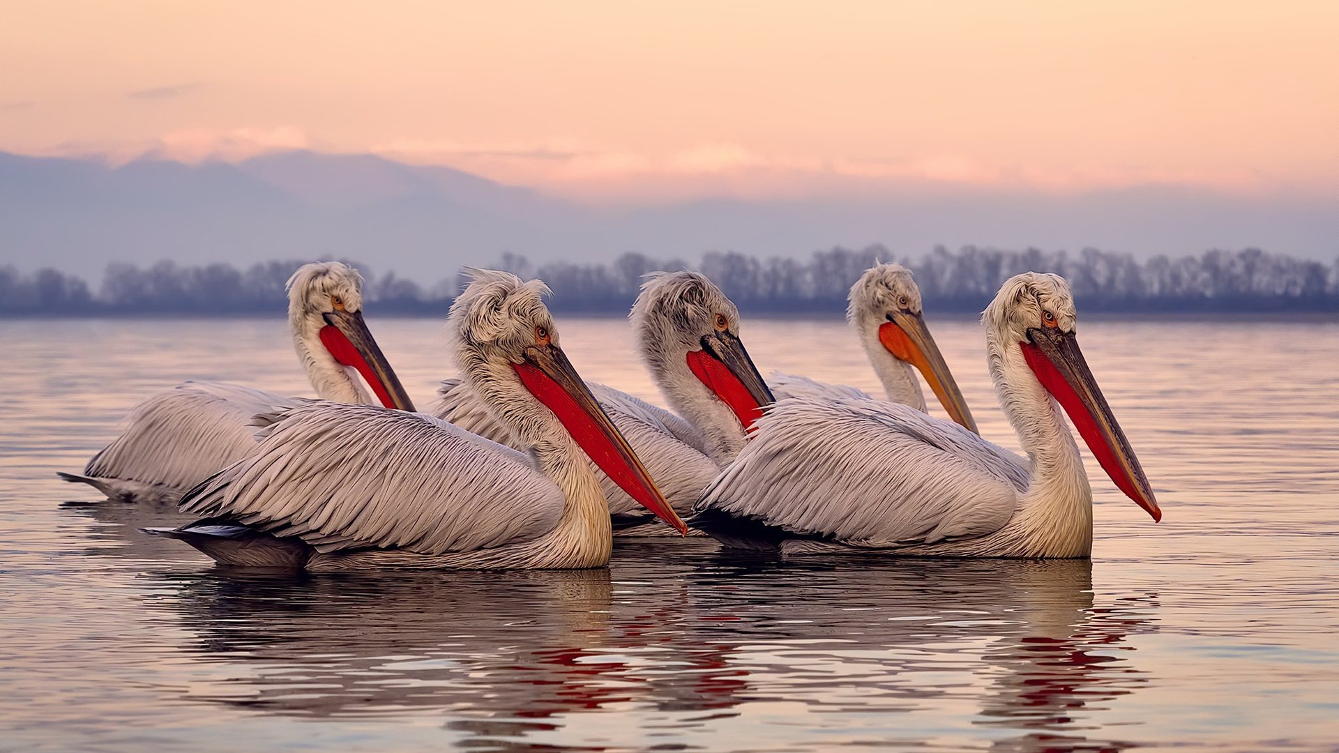 九游娱乐APP-车队分析：技术细节如何左右比赛走向？，赛车的左右