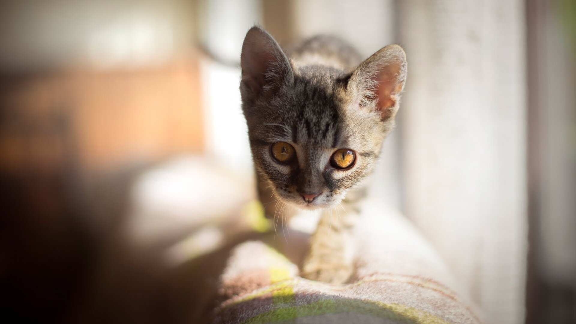 金牌之夜！阿根廷足球队荣耀封王，阿根廷冠军