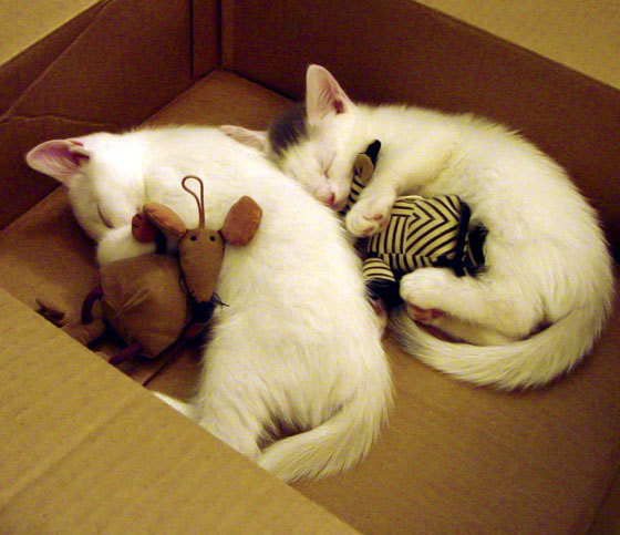 KPL赛季MVP候选名单公布,kpl目前mvp排名