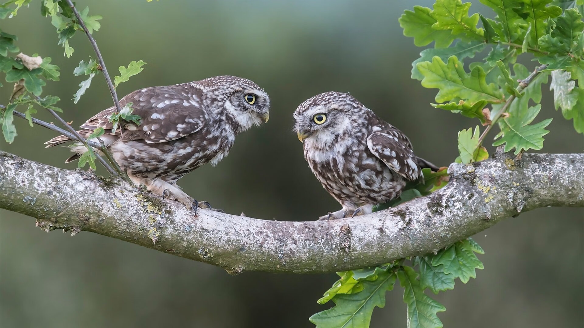 切沃力克米兰竞技，客场取得胜利，切沃著名球星