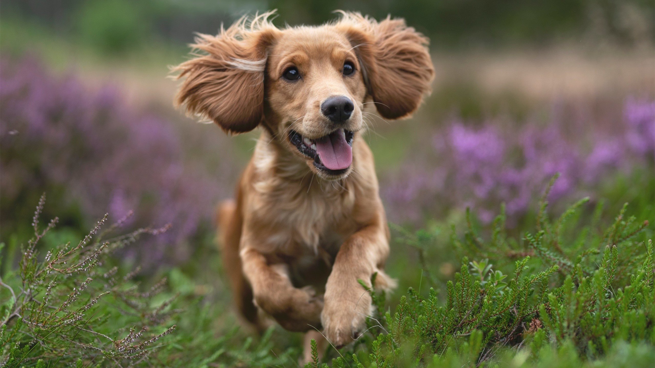 女王公园巡游者前场威胁大，QPR保级有望，女王公园巡游者比赛直播
