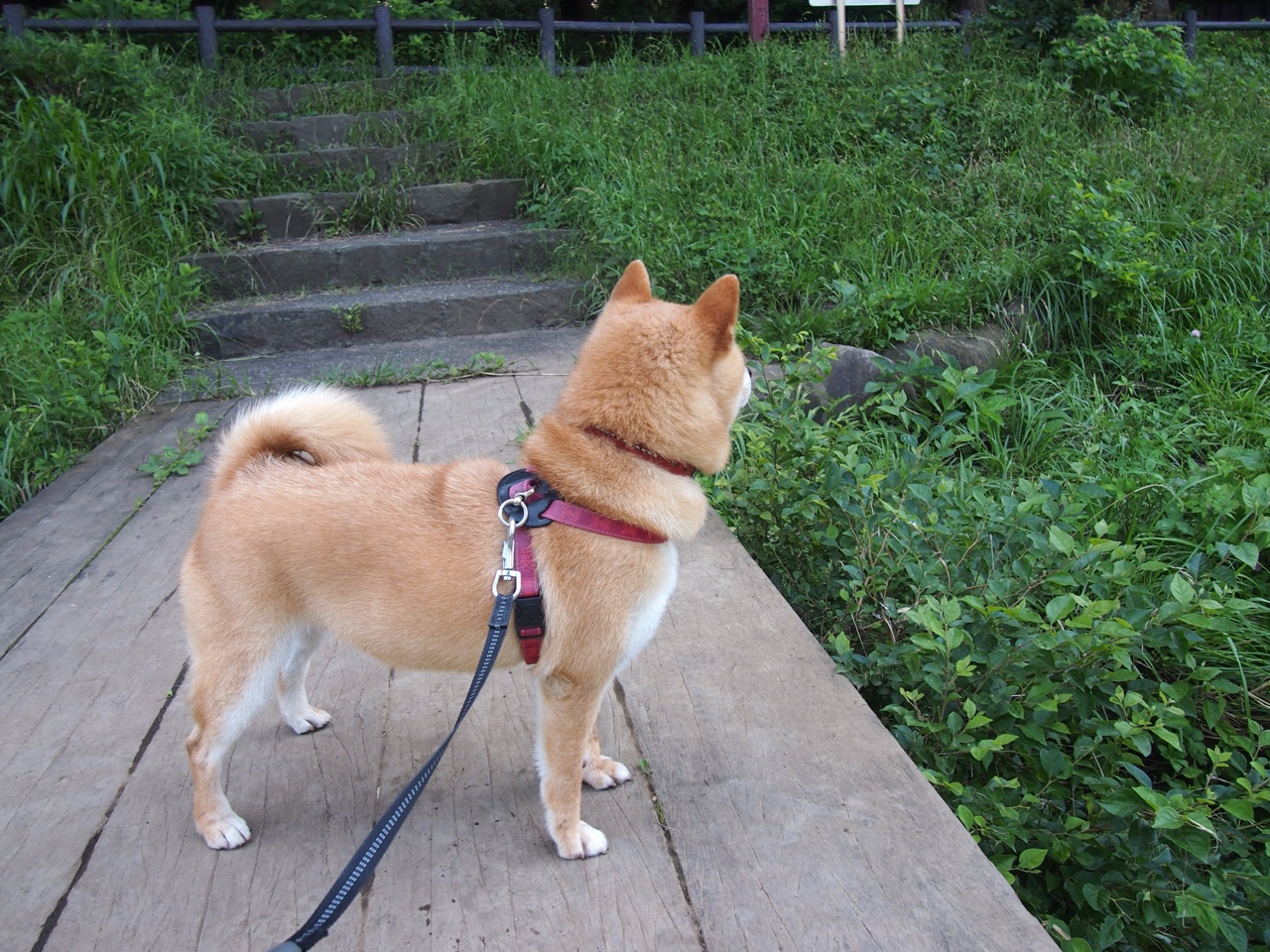 Jiuyou-巴黎圣日耳曼客场逆袭，晋级下一轮，巴黎圣日耳曼官宣