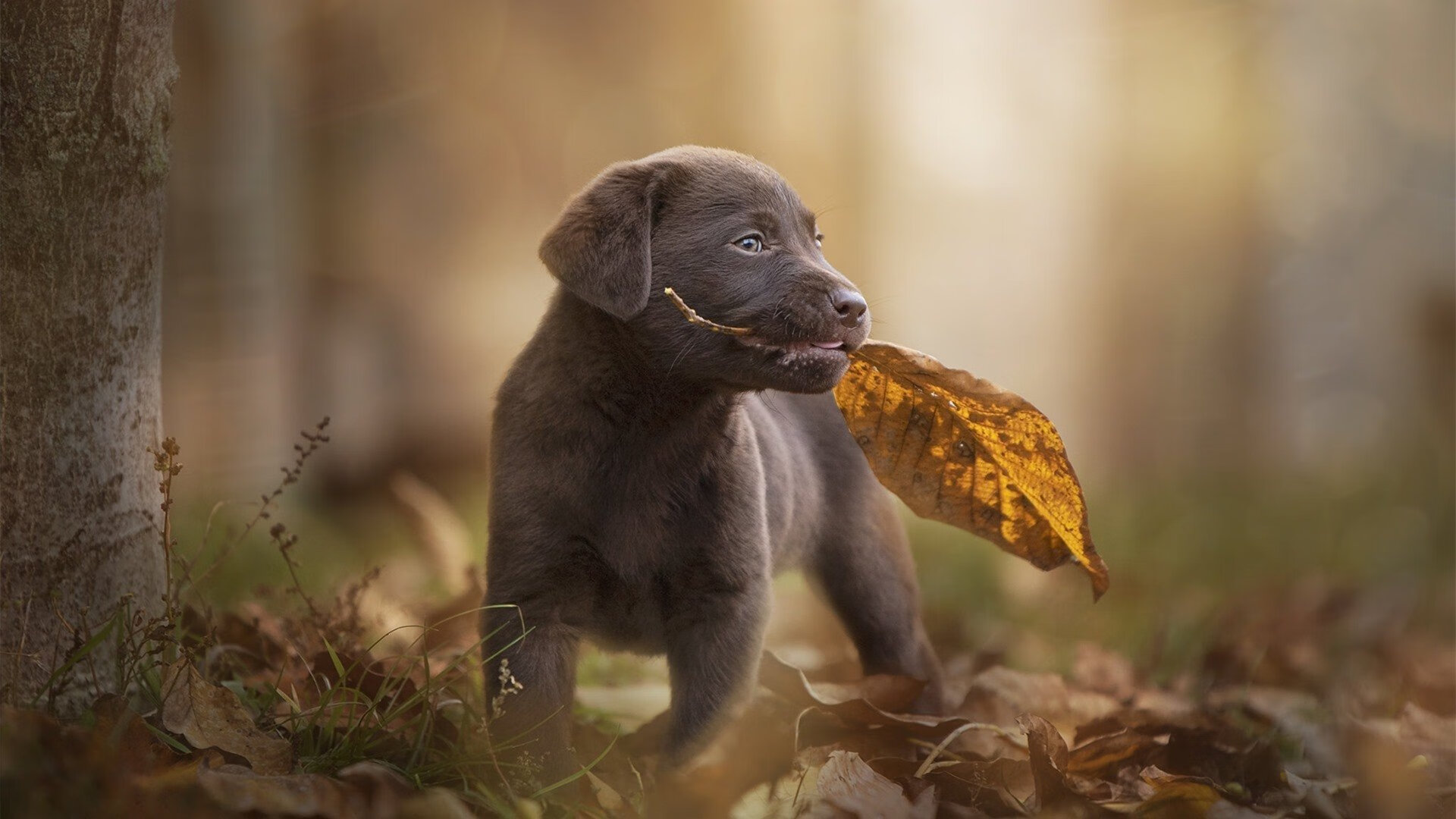瓦伦西亚补时绝杀 客场淘汰英超球队,瓦伦西亚转会