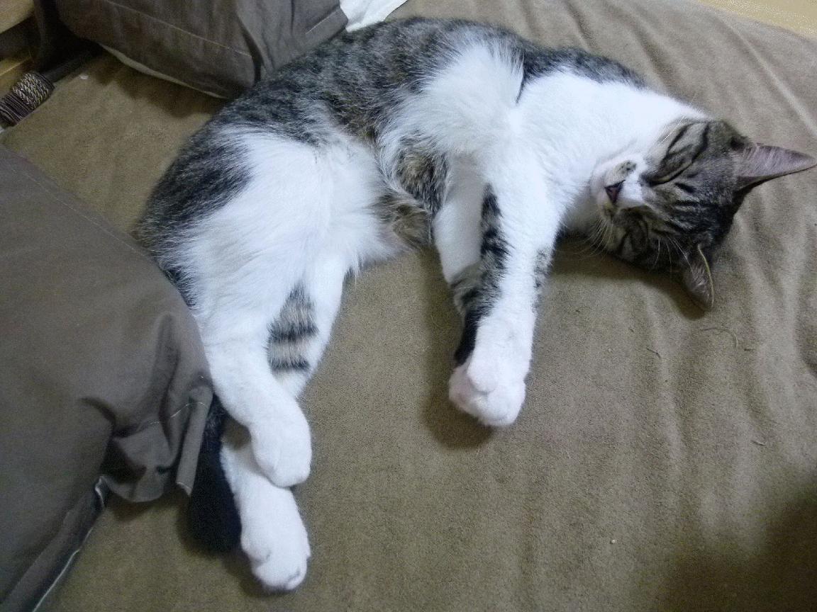 九游官网主页-经验老将再掀热血，欧冠赛场传奇续写，欧冠冠军视频