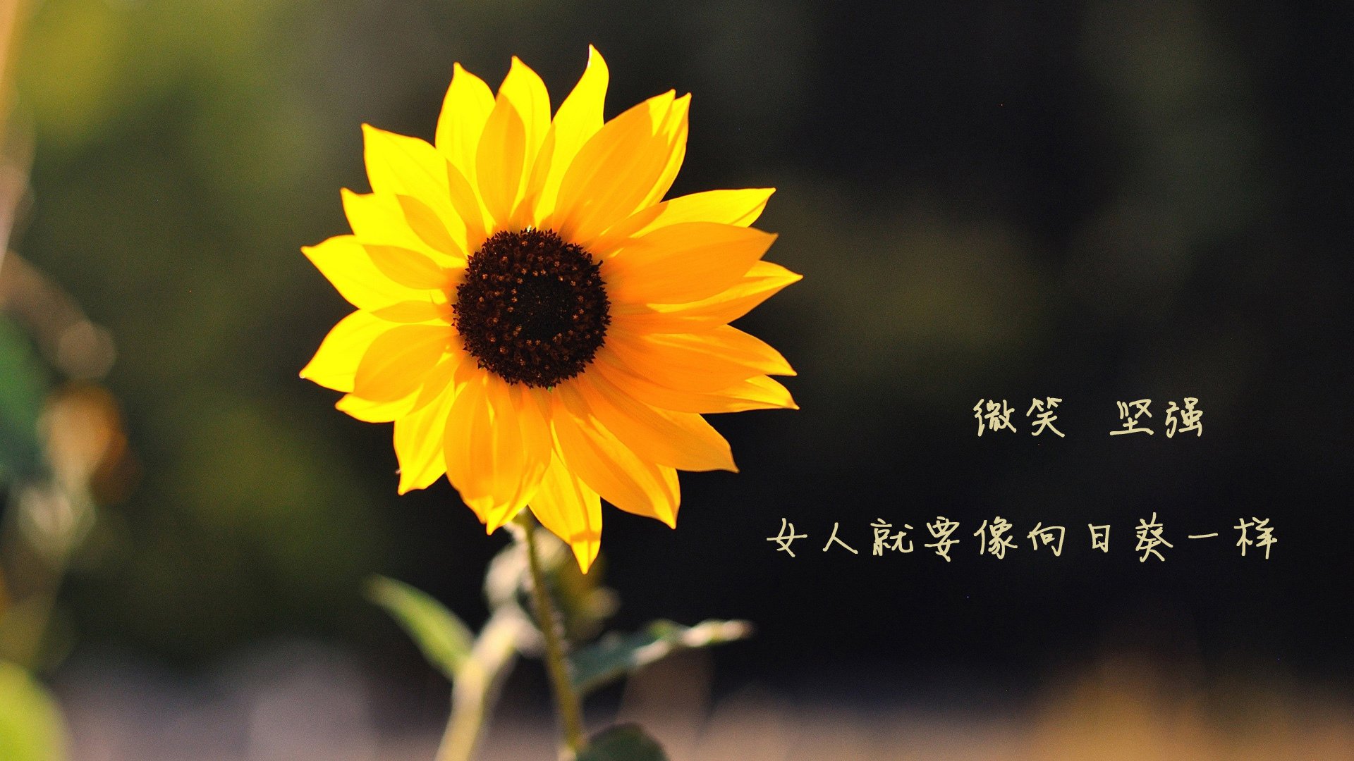 韩国花滑小将惊艳国际赛场，韩国花滑小将惊艳国际赛场的是谁