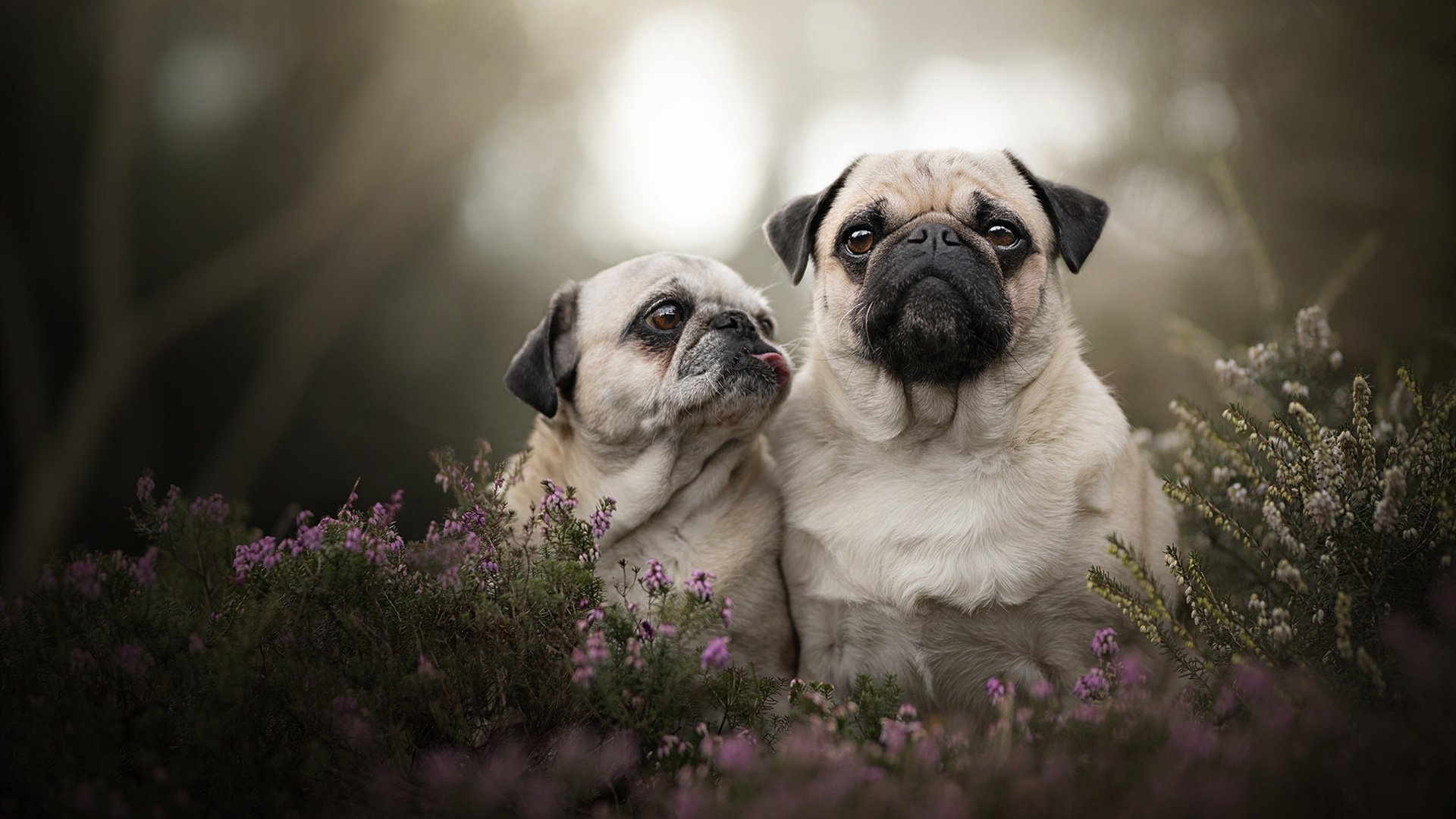 俱乐部传承：史上最著名的球队故事，足球队俱乐部大全