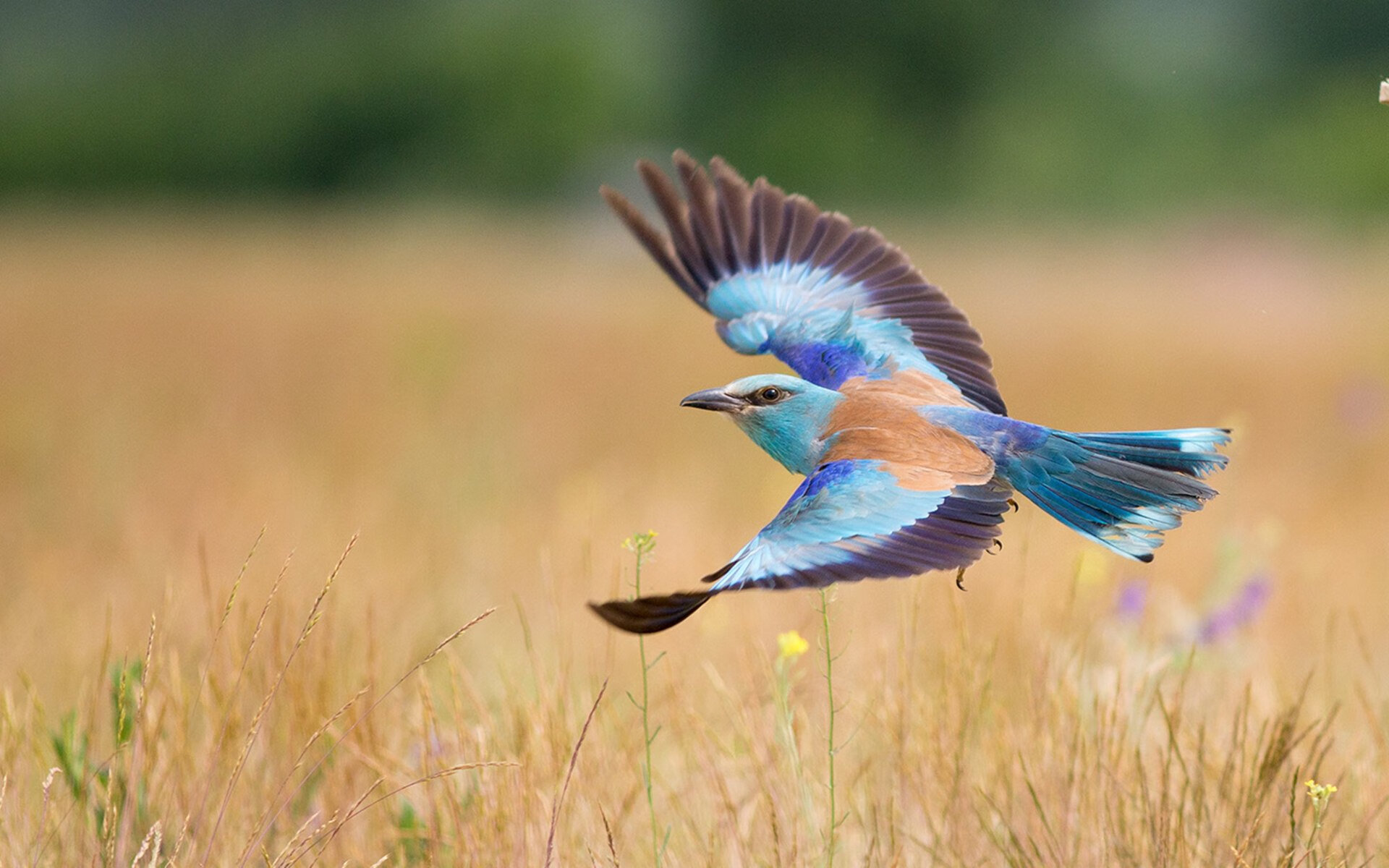 篮球专项技能动作标准化训练体系构建及优化，篮球的专项技术动作名称及方法