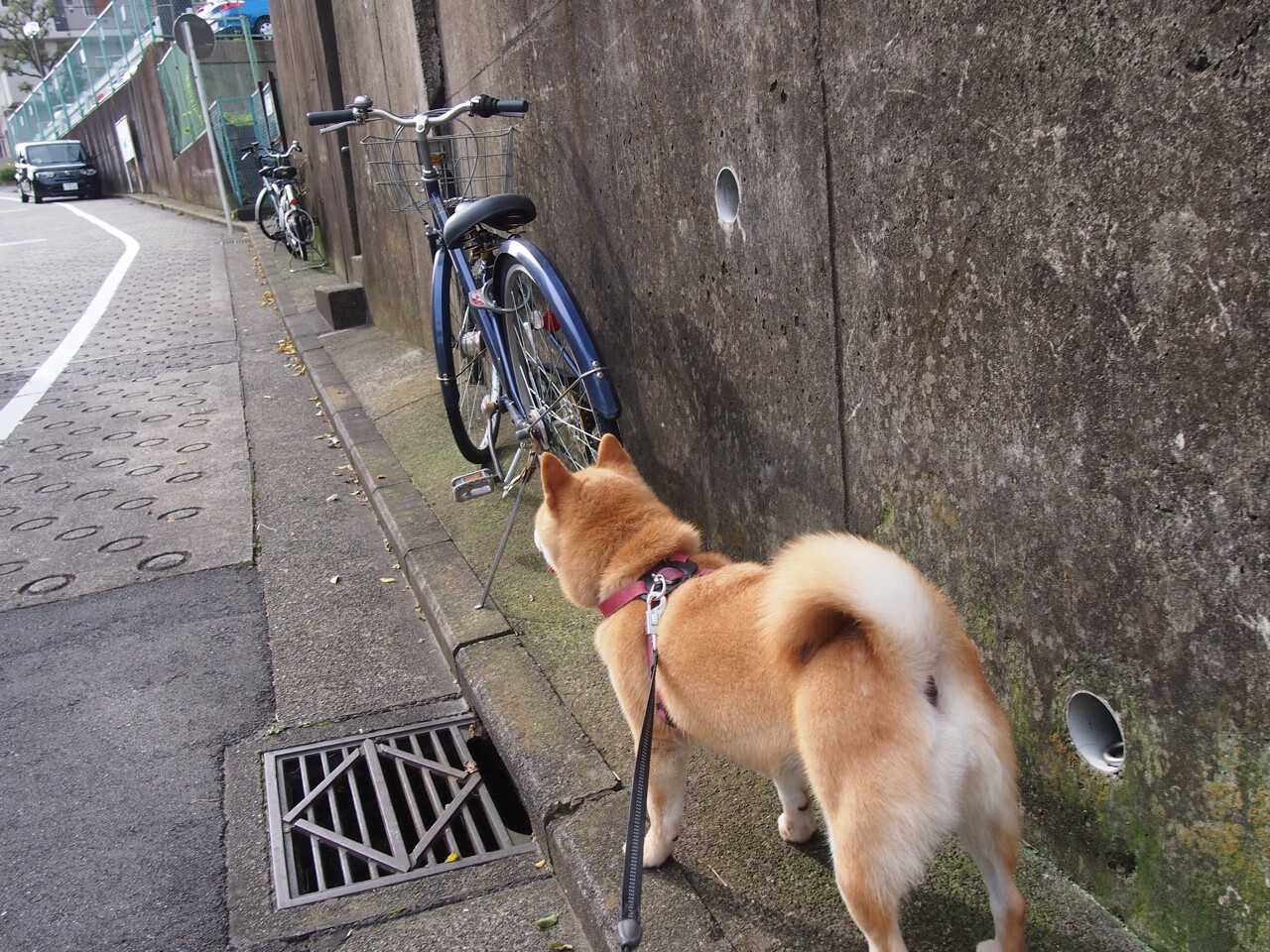 高校体育师资队伍建设研究,加强体育师资队伍建设的重要性和必要性