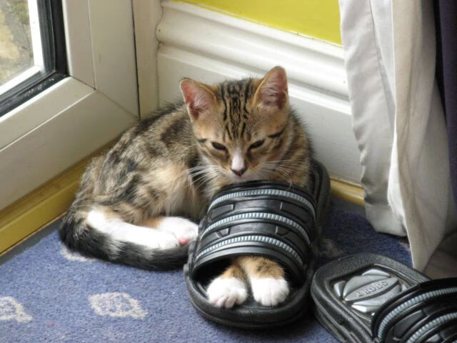 九游网页版官网入口-加拿大队赛制透视：如何根据赛制优化球员配合与比赛策略，加拿大足球联赛ds