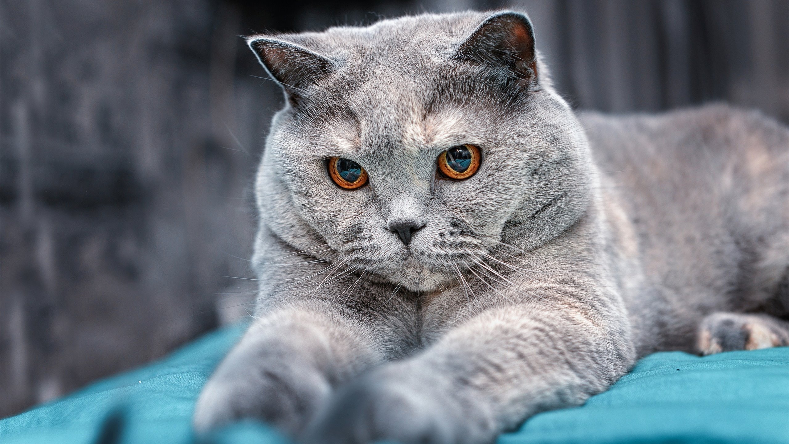 尼斯中锋背身拿球组织攻势稳定,nba尼克斯中锋