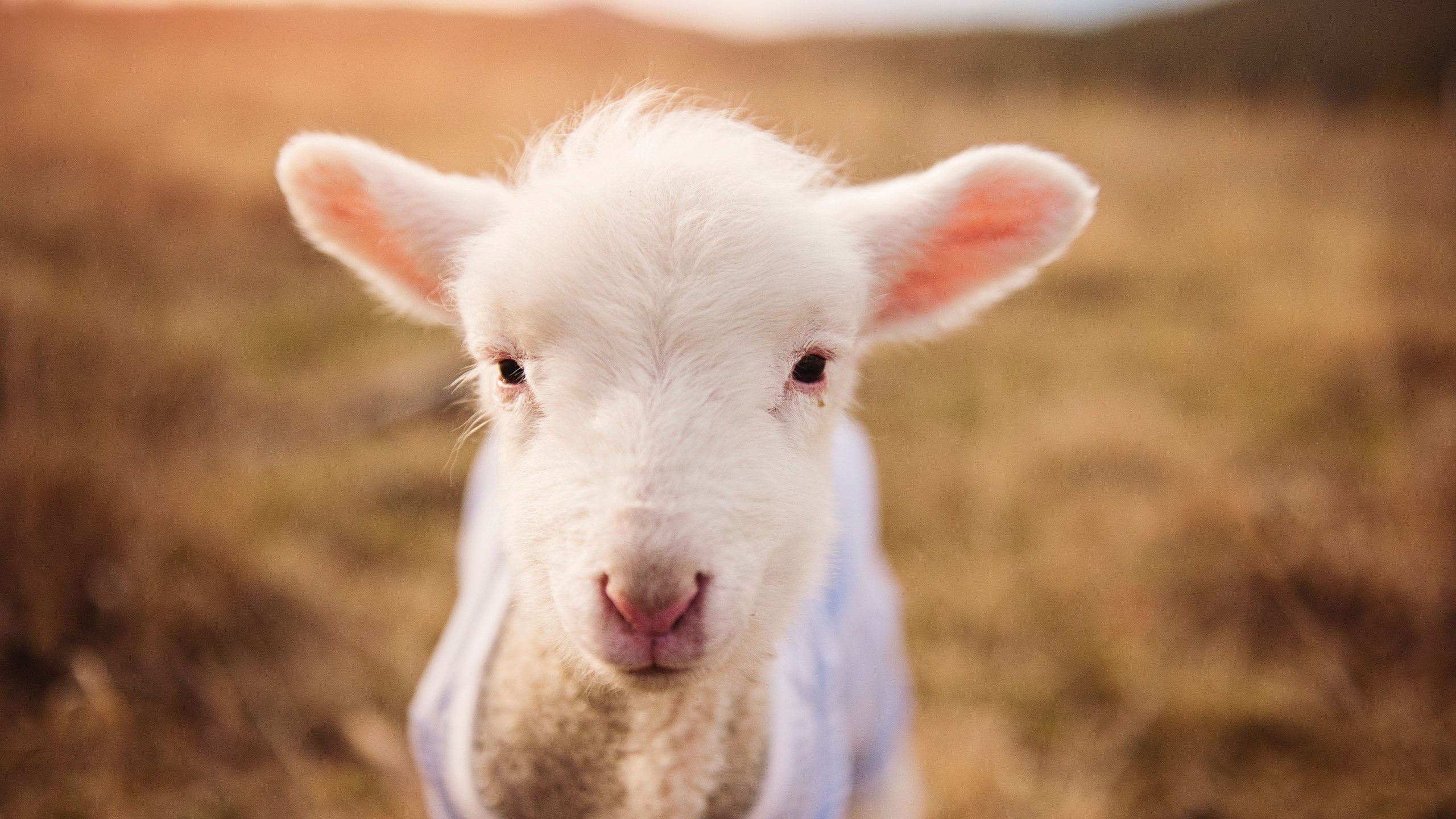 世界足球先生候选名单出炉,巨星云集,世界足球先生入围名单出炉