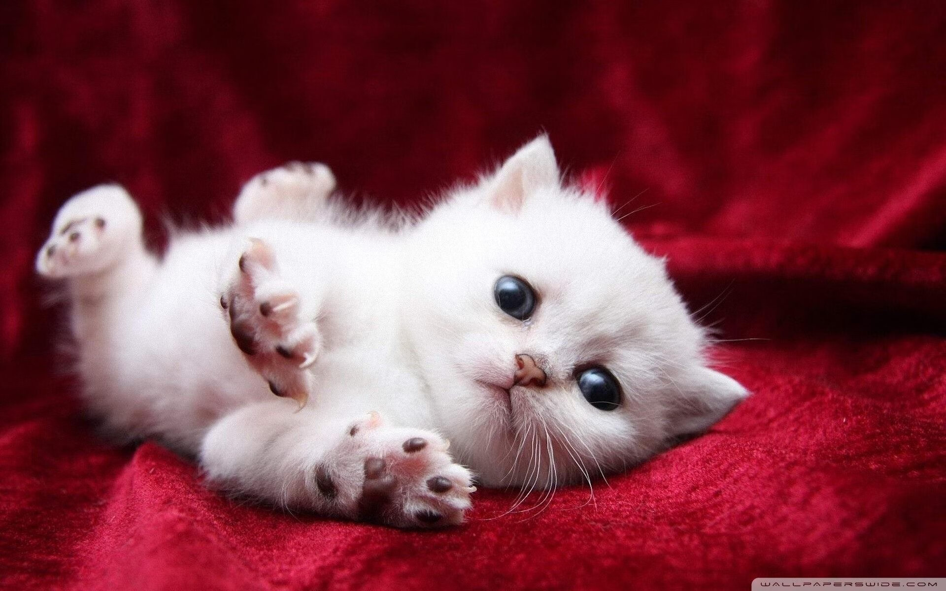 九游网页版入口-乌拉圭女篮在南美锦标赛中表现优异，体育事业不断发展，乌拉圭女子篮球联赛