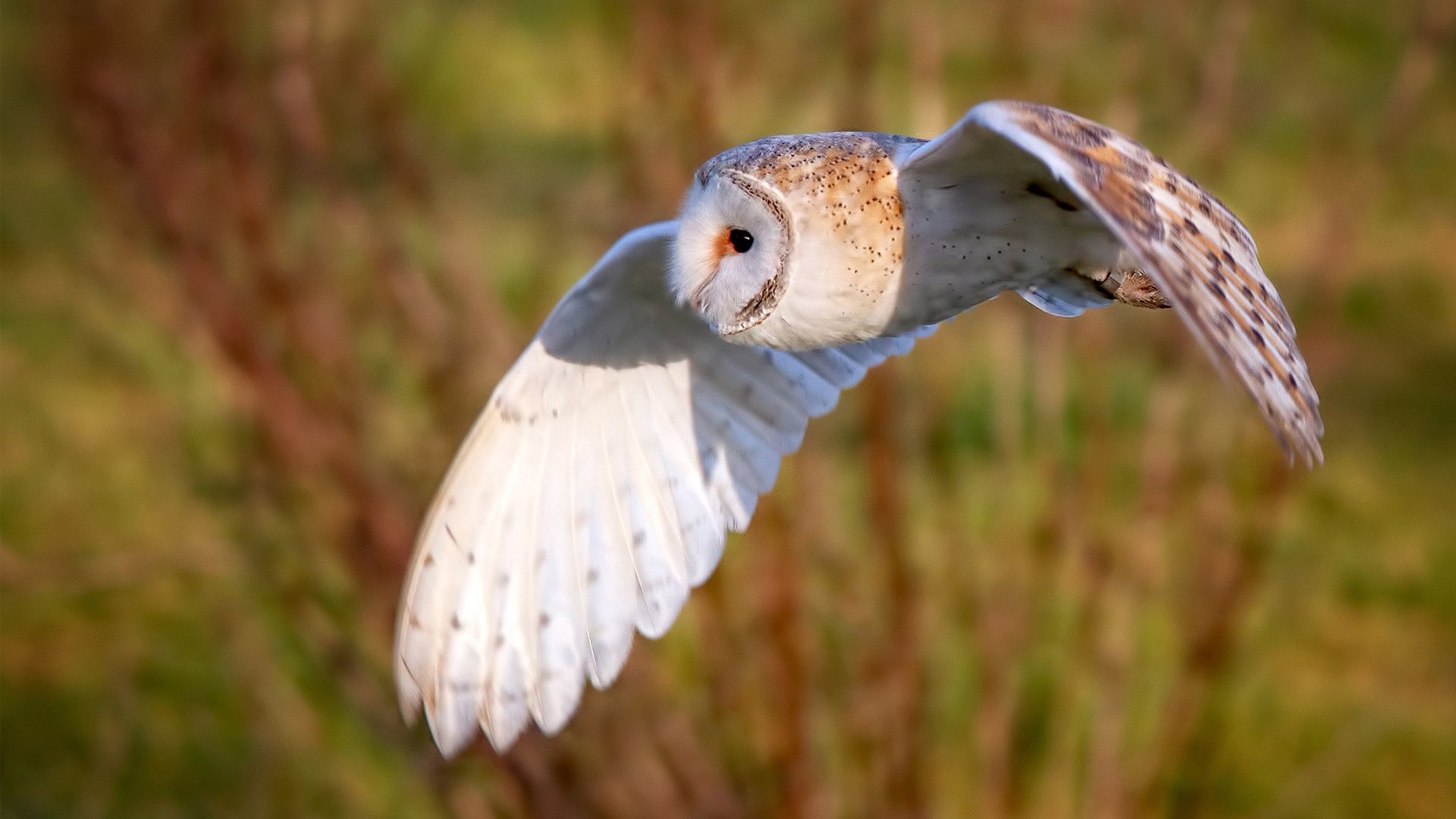 九游jiuyou-国际足球运动员携手推行“绿色行动”，践行环保理念