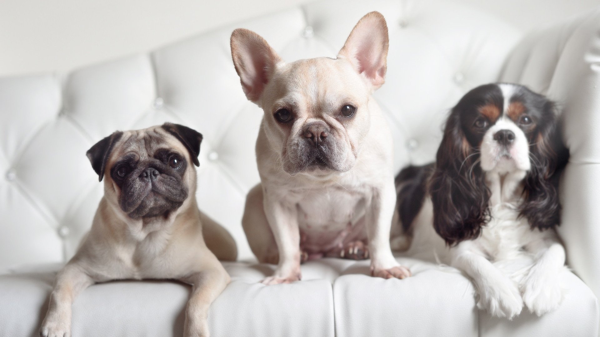 西甲攻防转换：闪转腾挪的瞬间令人叹服，西甲转会规则